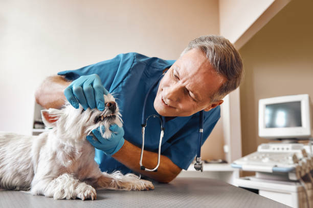 Best Emergency Tooth Extraction in Sheridan, IN